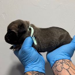 Female 3 - Fawn female Cane Corso puppy in Cashion, Oklahoma from APEXOK Cane Corsos LLC