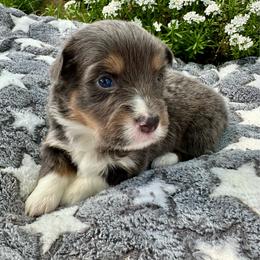 Yellow Collar Boy Amethyst - Black and tan male Pembroke Welsh Corgi puppy in Paris, Kentucky from Flat Run Corgis