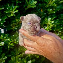Prada - Tricolors female French Bulldog puppy in San Diego, California from Hlop Frenchies LLC