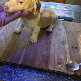Dachshunds from Coffey’s mini Dachshounds