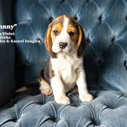 "Vi & Lee Litter - placed" Beagle Puppies from Joyful Noise Beagles