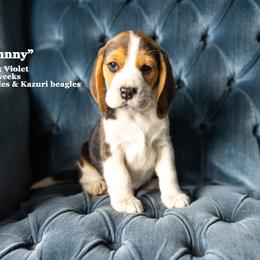 "Vi & Lee Litter - placed" Beagle Puppies from Joyful Noise Beagles