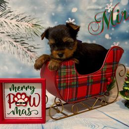 (Miru) (Mee-Roo) Elvish for Wine - Parti female Yorkshire Terrier puppy in Pleasant View, Tennessee from Vino’s Pawfect Yorkies
