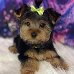 Yorkshire Terriers from Desert Star Yorkshire Terriers LLC