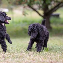 Poodle Puppies from Spirit Poodles