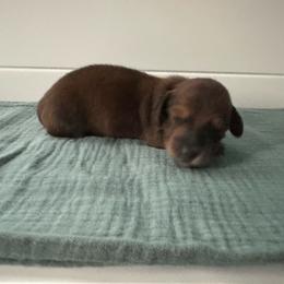 Jelly Bean - Red male Dachshund puppy in Wolf Lake, Indiana from Canisteo Dachshunds