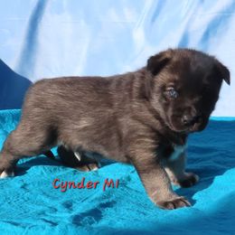 Cynder Male 1 - Agouti and white male Siberian Husky puppy in Hiawassee, Georgia from Chastains Huskies