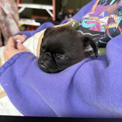 Brussels Griffon Puppies from Butler Brussels Griffon