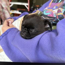 Brussels Griffon Puppies from Butler Brussels Griffon