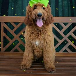 Harper's Lime Girl - Red  female Goldendoodle puppy in Kountze, Texas from Texas Doodles LLC