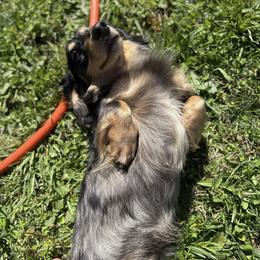 Dachshund All Grown Up from Doxie Bunch