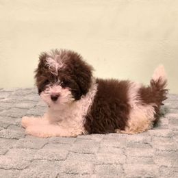Maserati - Parti male Poodle puppy in Covington, Virginia from A  Gift from above kennel,  LLC