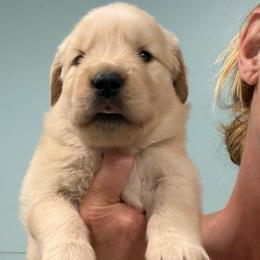 Biscuit - Golden female Golden Retriever puppy in Saint Pauls, North Carolina from Copperfield’s Goldens