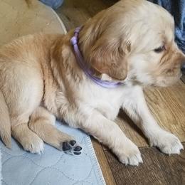 Golden Retriever Puppies from Southern Golden Retrievers