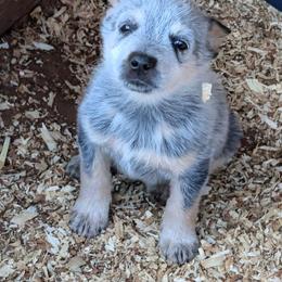 Boy 1 - Blue mottled male Australian Cattle Dog puppy in Choctaw, Oklahoma from Karen Elliott