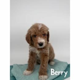 Berry - Apricot male Goldendoodle puppy in Smithfield, Kentucky from KBK9 Kennels