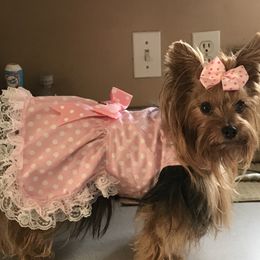 Yorkshire Terriers from Pawsitively Precious Yorkies