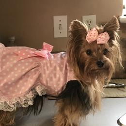 Yorkshire Terriers from Pawsitively Precious Yorkies