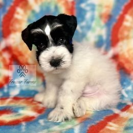 Hendrix - Parti male Miniature Schnauzer puppy in Happyland, Oklahoma from Fraizer Farms