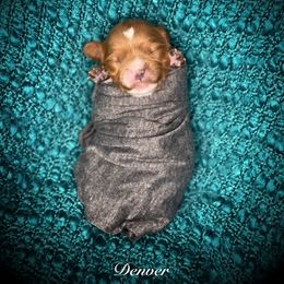 Boy 6 - Cavapoo puppy in Spokane, Washington from Treasured Cavaliers of the Pacific Northwest