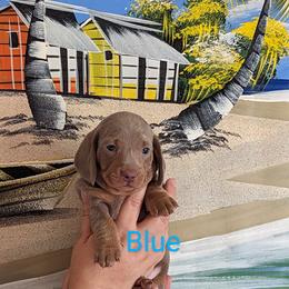 Boy 4 - Fawn (isabella) and tan Dachshund puppy in Homosassa, Florida from Foxies Doxies