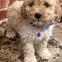 Grape - Cream female Goldendoodle puppy in Gaithersburg, Maryland from Barkins and Company