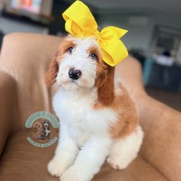 Vanilla - Parti female Goldendoodle puppy in Marion, Ohio from Doodles & Doxies