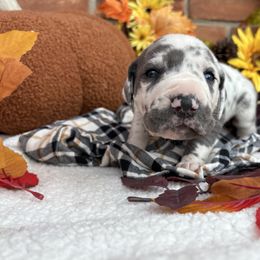 Ivy - Blue and white female Great Dane puppy in Grand Blanc, Michigan from Green’s Great Danes