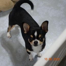 Dean-Key - Chihuahua