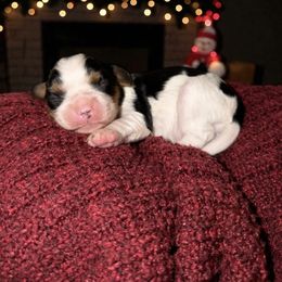 Wrangler - Tri-color male Cavalier King Charles Spaniel puppy in Gonzales, Texas from Veach Cavaliers & Farm