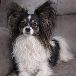 Papillon puppies from HSF Papillons
