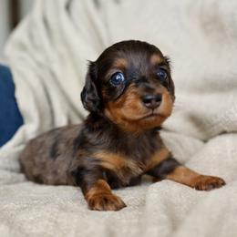 Cleo - Dapple female Dachshund puppy in El Dorado Hills, California from Golden Hill Dachshunds