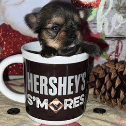 Yorkshire Terrier Puppies from Heaven_sent_toy_yorkies