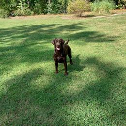 Treasure Love - Labrador Retriever