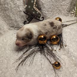 Australian Shepherd Puppies from Firelight Australian Shepherds