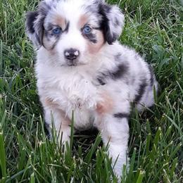 Miniature Australian Shepherd Puppies from Darcie Clingan