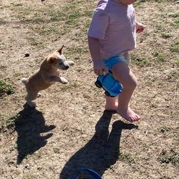 Australian Cattle Dog Puppies from Rising J Cattle Dogs