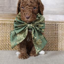Stu Lou Who - Red  male Goldendoodle puppy in Warsaw, Ohio from Lovabledoodles