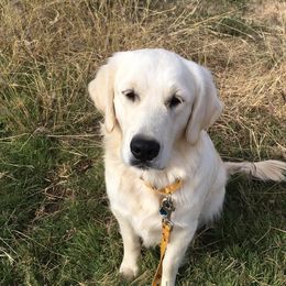 Gwen - Golden Retriever