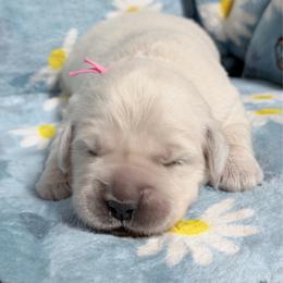 Pink - Light golden female Golden Retriever puppy in Tylertown, Mississippi from Southern Paws, LLC