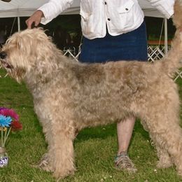 Otterhound All Grown Up from Riverrun Otterhounds