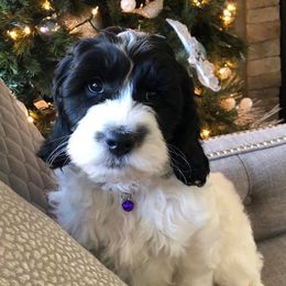 Australian Labradoodle Puppies from Love My Labradoodles