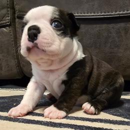 Boy 1 - Black brindle and white male Boston Terrier puppy in Harrodsburg, Kentucky from Joey's Boston Terriers