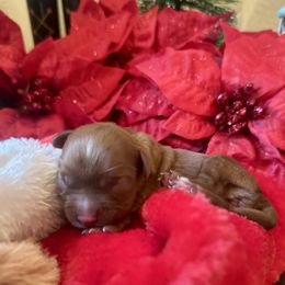 Cinnamon - Ruby female Cavalier King Charles Spaniel puppy in Columbus Ga, Georgia from Sweet Southern Cavaliers