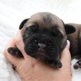 Mint - Fawn male Bullmastiff puppy in Chickasha, Oklahoma from Rustic Lace