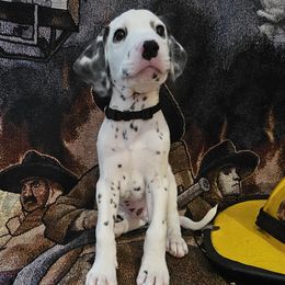 **REDUCED** BLACK - White and black Dalmatian puppy in Adamstown, Maryland from Sprinkled with Hearts Dalmatians