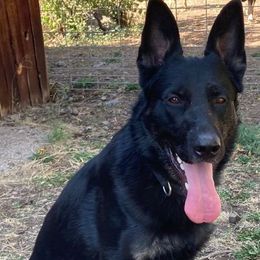 Boy 3 - Bi-color German Shepherd puppy in Modoc County, California from Vom Marischal Working Lines German Shepherd Dogs