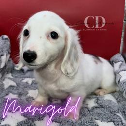 Dachshund Puppies from Camacho_Dachshunds