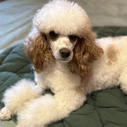 Marley - Poodle