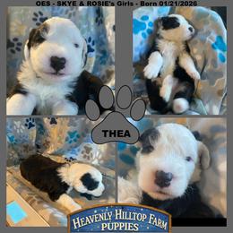 GRAY COLLAR GIRL - Black and white female Old English Sheepdog puppy in Charlo, Montana from Heavenly Hilltop Farm